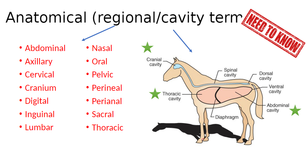 <p><strong>Abdominal</strong><br>āRelating to the abdomen</p><p><strong>Axillary</strong><br>āRelating to the armpit</p><p><strong>Cervical</strong><br>āRelating to the neck</p><p><strong>Cranium</strong><br>āRelating to the skull</p><p><strong>Digital</strong><br>āRelating to the fingers or toes</p><p><strong>Inguinal</strong><br>āRelating to the groin</p><p><strong>Lumbar</strong><br>āRelating to the lower back</p><p><strong>Nasal</strong><br>āRelating to the nose</p><p><strong>Oral</strong><br>āRelating to the mouth</p><p><strong>Pelvic</strong><br>āRelating to the pelvis</p><p><strong>Perineal</strong><br>āRelating to the area between the anus and genitalia</p><p><strong>Perianal</strong><br>āRelating to the area around the anus</p><p><strong>Sacral</strong><br>āRelating to the sacrum (lower back above the tail)</p><p><strong>Thoracic</strong><br>āRelating to the chest</p>