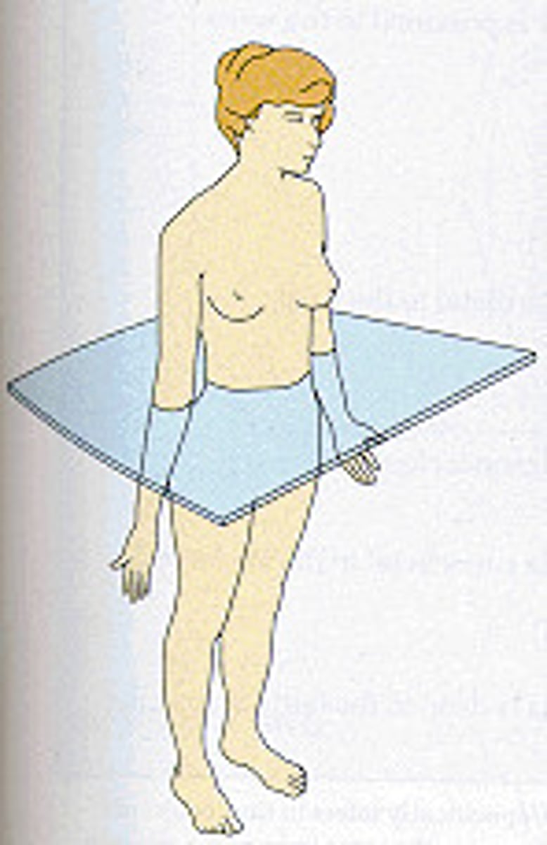 <p>divides the body into upper and lower portions</p>