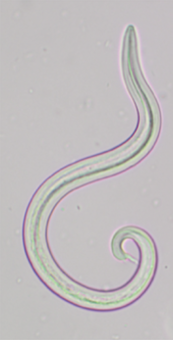 <p>The image depicts what species?</p>