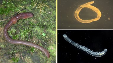<p>What Phylum, Class, and Subclass is this?</p>
