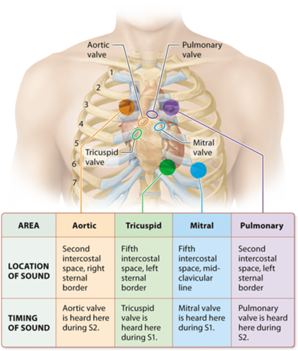 <p>Aortic - Aortic valve heard during S2</p><p>Tricuspid - Tricuspid valve is heard during S1 </p><p>Mitral - Mitral valve is heard during S1</p><p>Pulmonary - Pulmonary valve is heard during S2 </p>