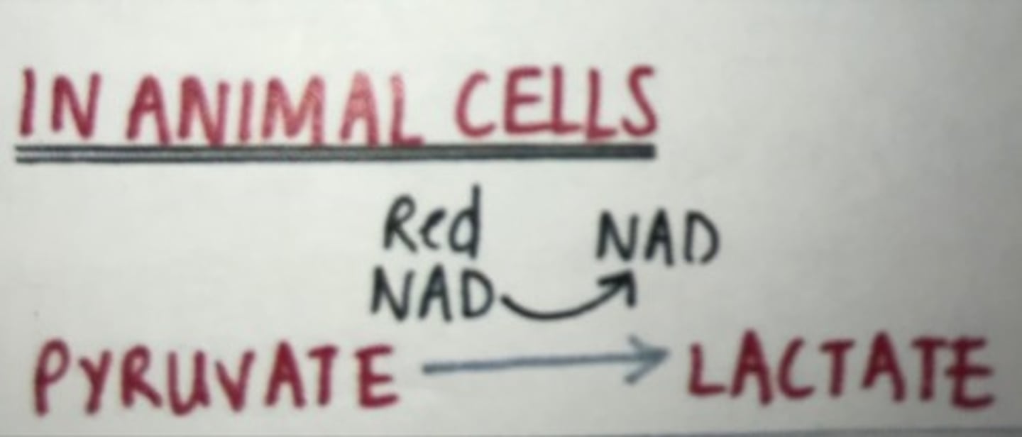 <p>Glucose -------&gt; Lactic acid + (releases some energy)</p>