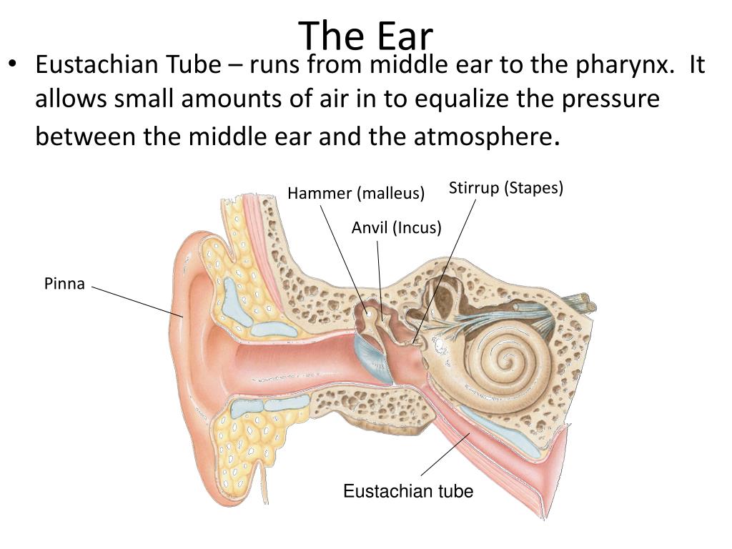 <p><strong>eustachian tube</strong> <em>(memorize its location)</em></p>