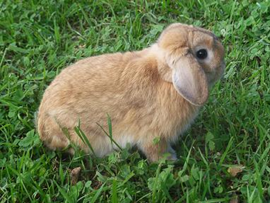 <p>Holland lop</p>