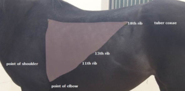 <ul><li><p>lung area </p></li></ul><p></p>