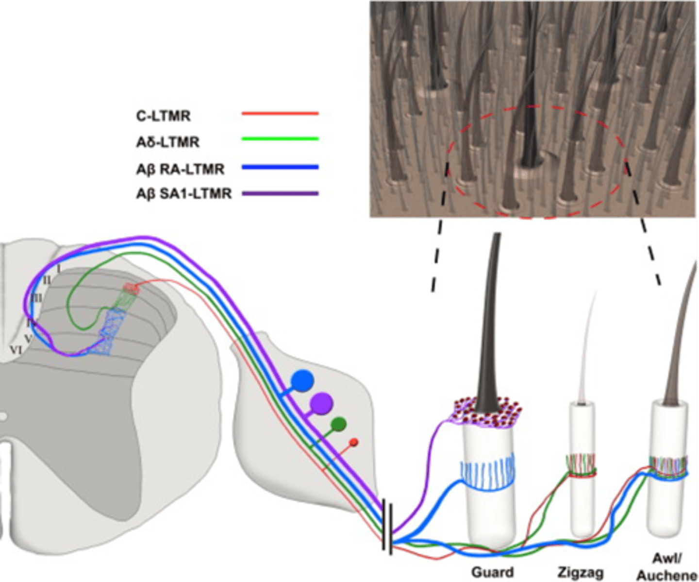 <p>For example, information from different classes of hair follicle is represented in different layers</p><p>Note that this also applies to different ____________ ___________, e.g. pain vs touch</p>