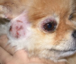 <p>Canine actinomycosis</p><p>Subcutaneous abscesses in dogs&nbsp;</p><p>Pyogranulatomous lesions (subcutanous)&nbsp;</p>