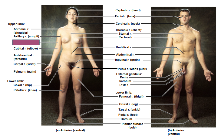 <p>Based on this anterior view, what is this region?</p>