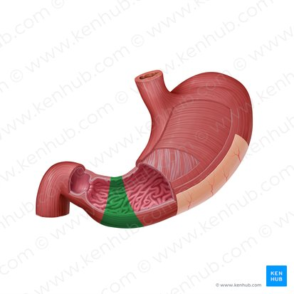 <p>The funnel-shaped region of the stomach that precedes the pyloric canal.</p>