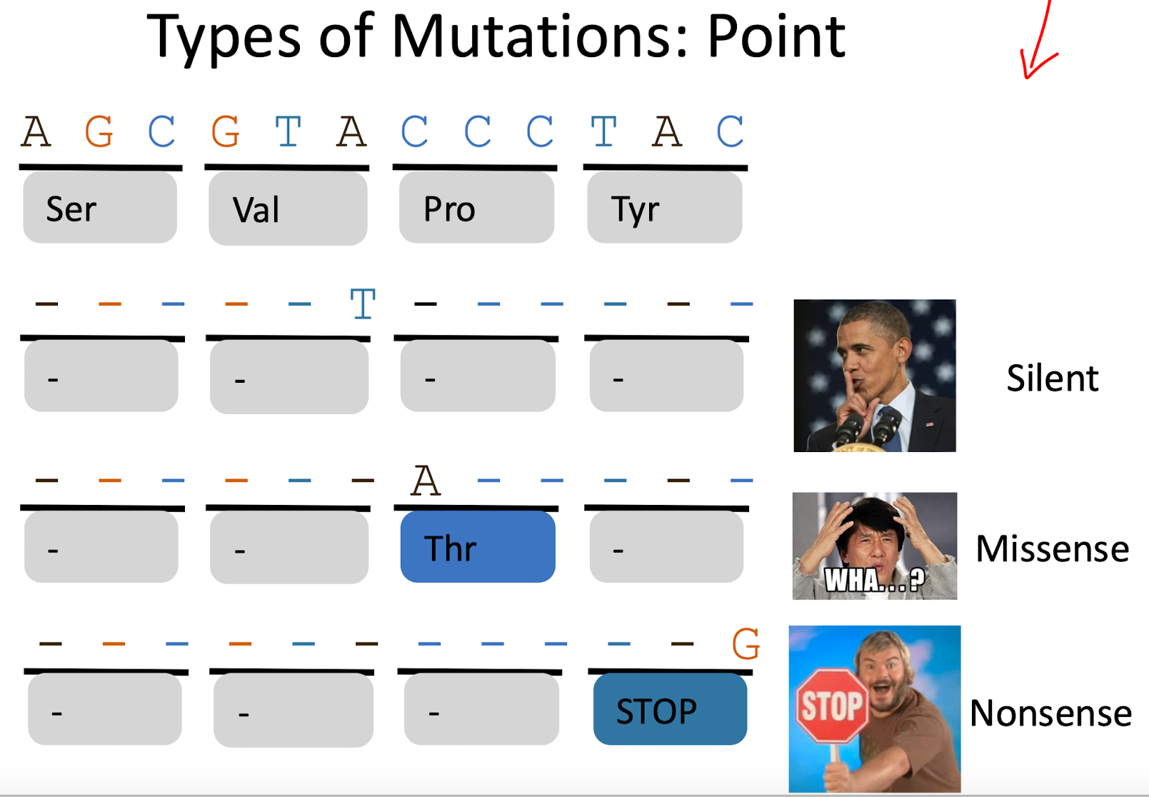 <ul><li><p>silent mutation: no amino acid change</p></li><li><p>Missense mutation: one amino acid changes, possible altering function</p></li><li><p>Nonsense mutation: creates a premature stop codon, stopping protein production</p></li></ul><p></p>
