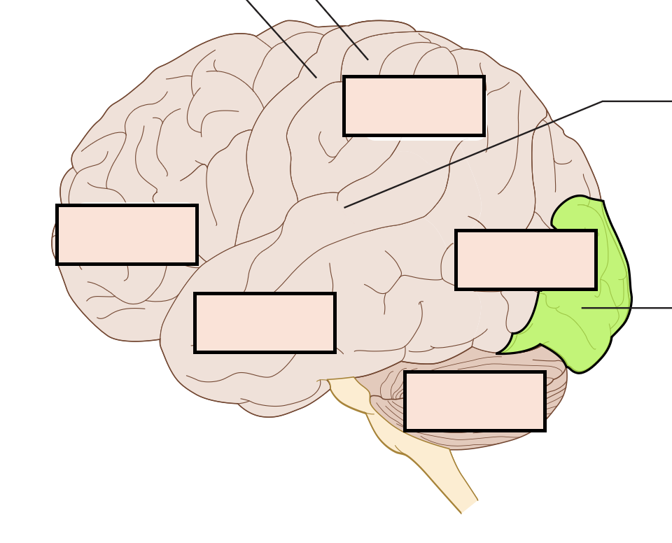 processes information from the eyes coming from the opposite visual field (that is, the right hemisphere's visual cortex processes information from the left visual field)