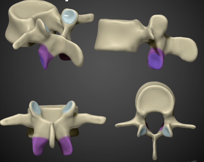 <p>Inferior articular process </p>