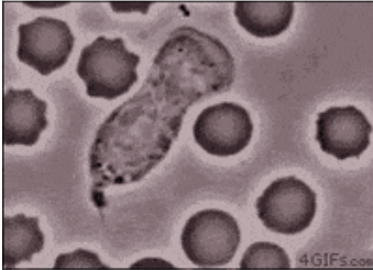 <p><span style="background-color: transparent;"><strong>“cellular eating”</strong>; engulfs large particles like bacteria, food, or dead cells; forms a vesicle called a <strong>phagosome</strong>; </span></p><p><span style="background-color: transparent;">Example: White blood cells (like macrophages) engulf harmful bacteria.</span></p>