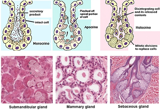 <p>holocrine (multicellular) gland</p>