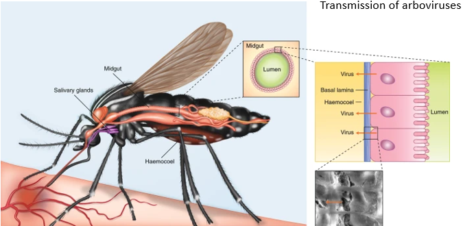 <ul><li><p>once a mosquito is infected, the pathogen spreads around the whole body via an open haemolymph circulatory system</p></li><li><p>pathogen travels to salivary gland</p></li><li><p>when the mosquito collects a blood meal, there’s an exchange of fluid, both blood into it and infected haemolymph into the host</p></li></ul><p></p>
