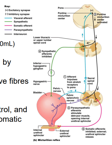 <p>- micturition reflex</p><p>- afferents sense stretch (300-400mL)</p><p>- detrusor and internal urethral sphincter muscle is innervated by the sympathetic (storage) and parasympathetic (to urinate) nerve fibres from spinal cord</p><p>- external urethral sphincter muscle is under voluntary control, and as such is innervated by the somatic nervous system</p>