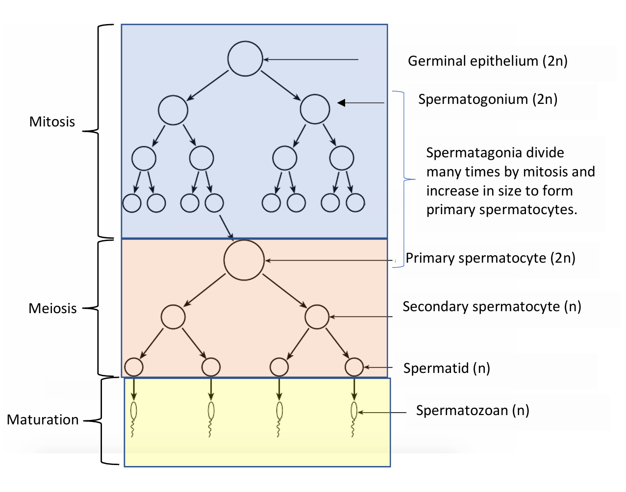 <p>1) Cells of the germinal epithelium are diploid, They divide by mitosis to make diploid spermatogonia and more germinal epithelium cells.</p><p></p><p>2) Spermatogonia divide many times by mitosis, making more spermatogonia. Some enlarge making diploid primary spermatocytes</p><p></p><p>3) Primary spermatocytes undergo meiosis I, making secondary spermatocytes, which are haploid</p><p></p><p>4) Secondary spermatocytes undergo meiosis II, making haploid spermatids</p><p></p><p>5) Spermatids mature into spermatozoa or sperm</p>