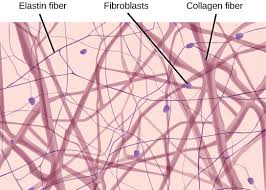 <ul><li><p>fibroblast</p></li><li><p>collagen fibers</p></li><li><p>elastic fibers</p></li></ul><p></p>