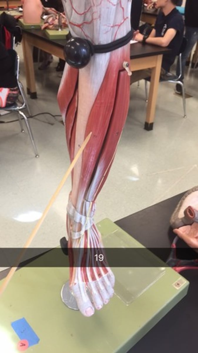 knowt flashcard image