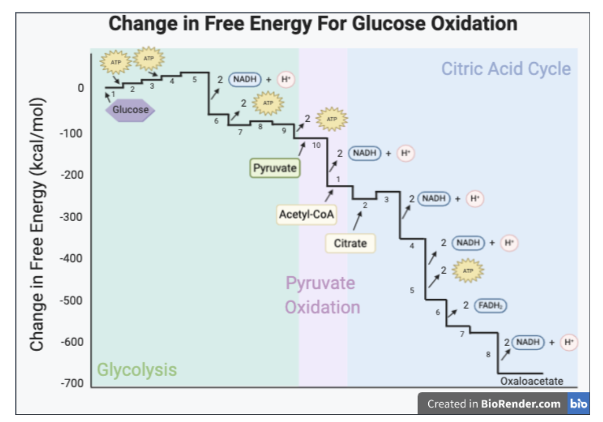 <p><span><span>The graph illustrates the free energy changes during the stages of glucose oxidation.&nbsp;</span></span></p><p><span><strong><span>What evidence suggests that after glycolysis pyruvate is oxidized to acetyl CoA?</span></strong></span></p>