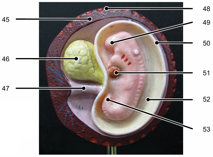 <p>Identify the structures of a ~25 day embryo labelled 45-53</p>
