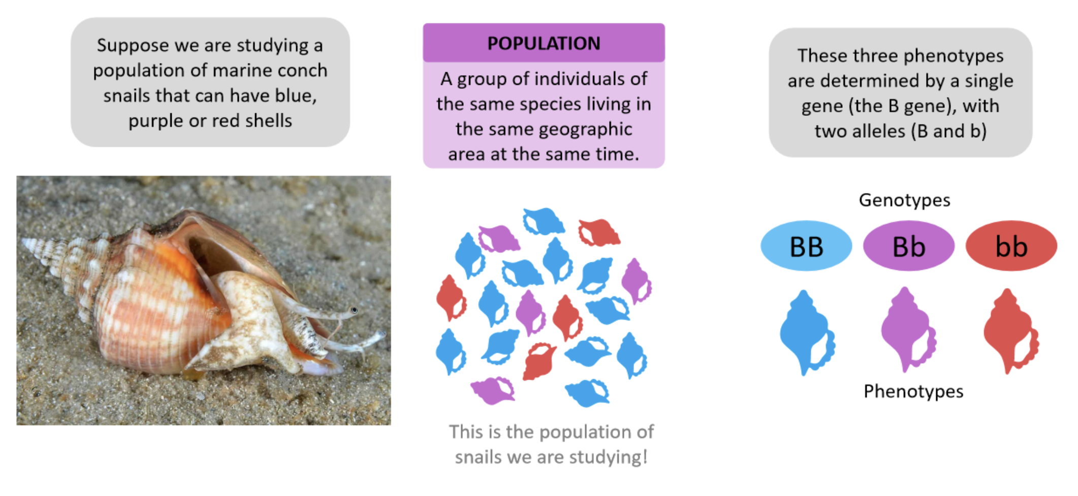 <p>a group of individuals of the same species living in the same geographic area at the same time.</p>