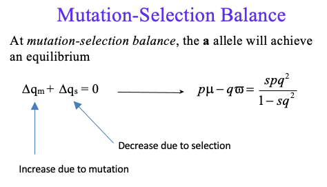 <p>µ = A → a (forward mutation rate)</p><p>ν = a → A (backward mutation rate)</p><p>How does mutation change the frequency of allele a?</p><p>If ∆qm is the per generation change in q due to mutation,  then:</p><p>∆qm = pµ – qν</p><p>If pµ > qν, then ∆qm is positive  </p><p>Mutation without selection will increase the frequency of the a allele</p><p>Selection without mutation will decrease the frequency of the a allele</p><p>When there is selection against the aa genotype, the  frequency of the a allele declines</p>