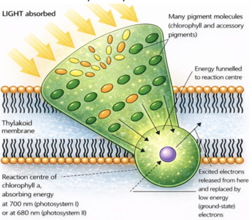 <p>different pigments absorb different ranges of wavelengths and surround one chlorophyll pigment reaction center, ensuring the most efficient absorption of energy at any time of the day/season</p>