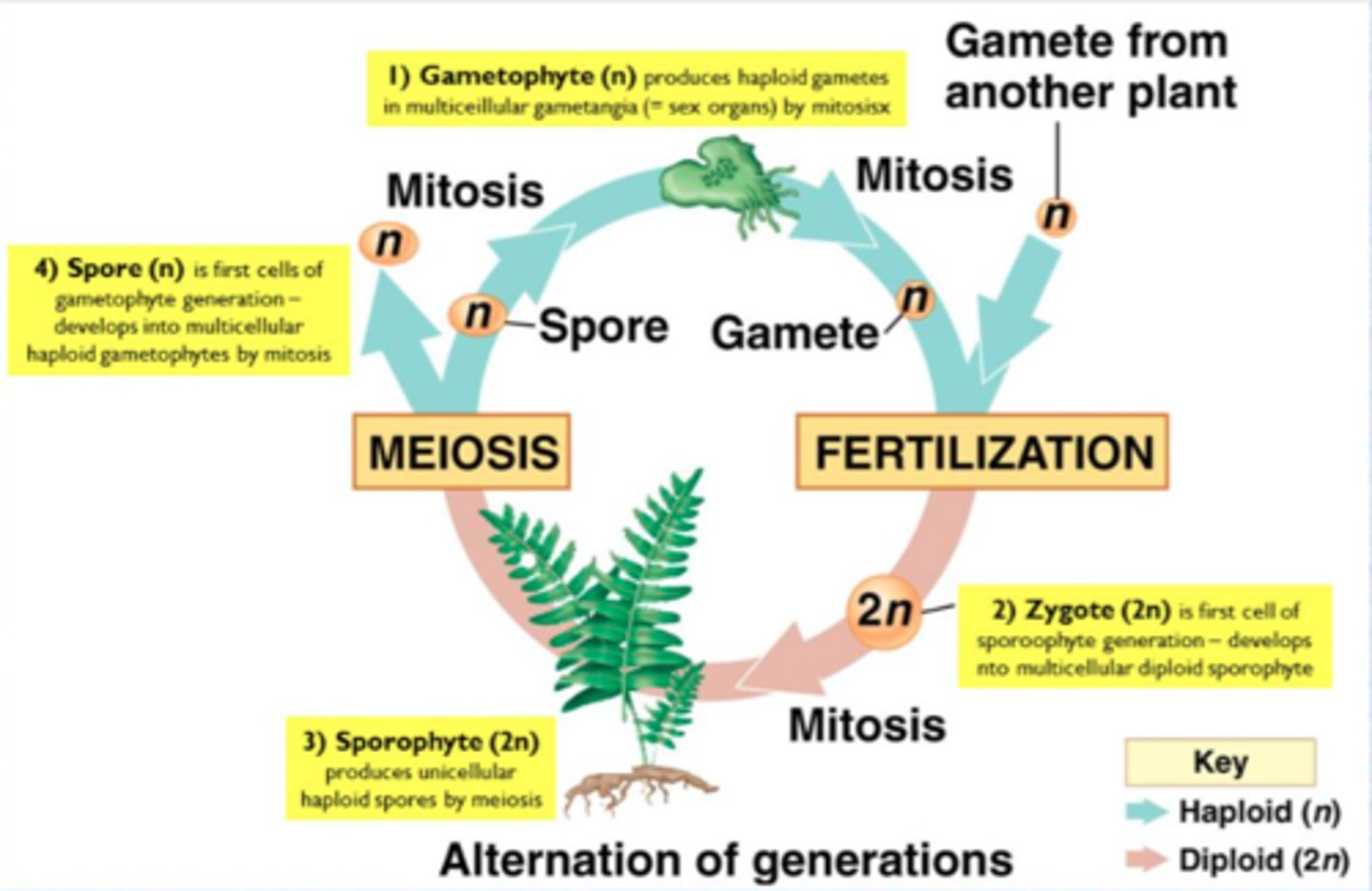 <p>Life cycle for all plants where meiosis results in the formation of spores; where land plants produce two types of multicellular bodies that alternate in time: diploid spore-producing sporophyte and the haploid gamete-producing gametophyte</p>