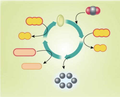 <p>Label the Calvin Cycle</p>