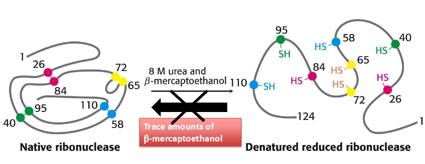 <p>1972 Nobel Prize in Chemistry</p><p>postulated that the native structure of a protein is the thermodynamically stable structure; it depends only on the amino acid sequence and on the conditions of solution, and not on the kinetic folding route</p><p>hydrogen bonding disrupted with urea and disulfide bridges disrupted by beta mercaptoethanol → refolds with urea removed (and trace mercaptoethanol added - undos wrong disulfide bonds)</p>