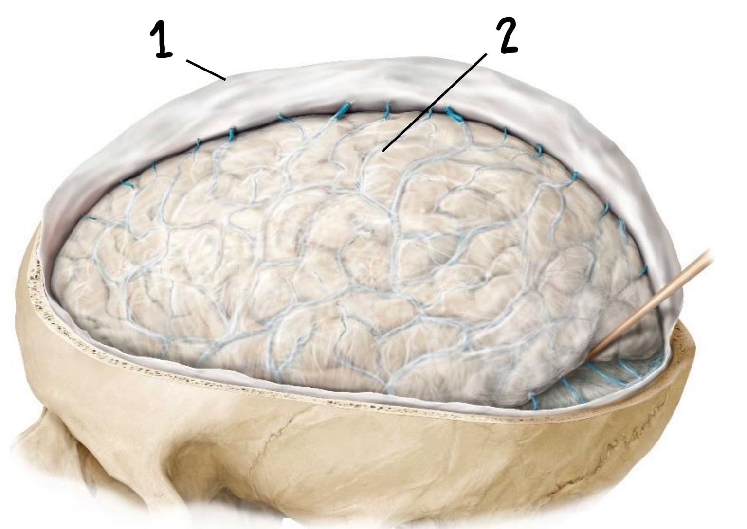 <p>Which are these 2 layers of the meninges?</p>