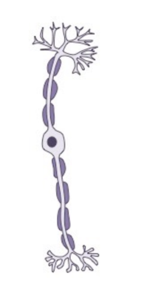 <p><span style="background-color: transparent;"><span>A nerve cell that connects other neurons with the CNS to process information between them</span></span></p>