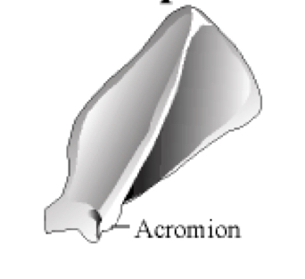 Is the scapula of which animal?