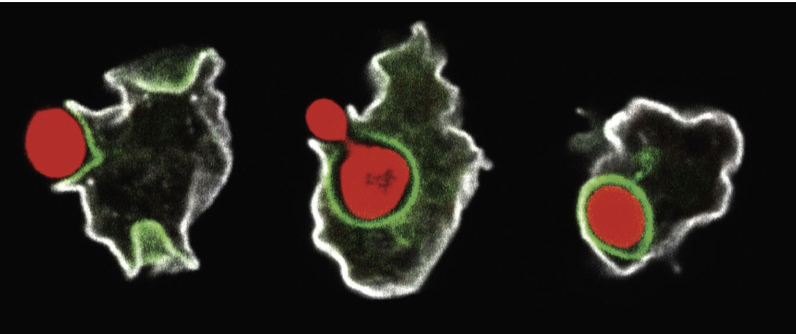 <p>Continuation of Cytoskeleton Importance</p>