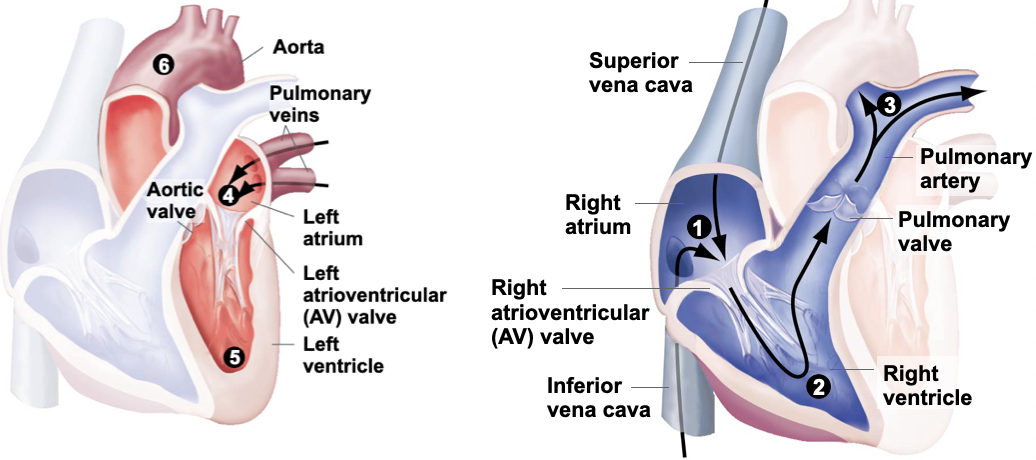 <ol><li><p>Deoxygenated blood enters right atrium on return from body.</p></li><li><p>Deoxygenated blood Enters right ventricle.</p></li><li><p>Deoxygenated blood is pumped to the lungs</p></li><li><p>Oxygenated blood returns to left atrium from lungs.</p></li><li><p>Oxygenated blood Enters left ventricle.</p></li><li><p>Oxygenated blood is pumped through the Aorta to body from left ventricle.</p></li></ol>