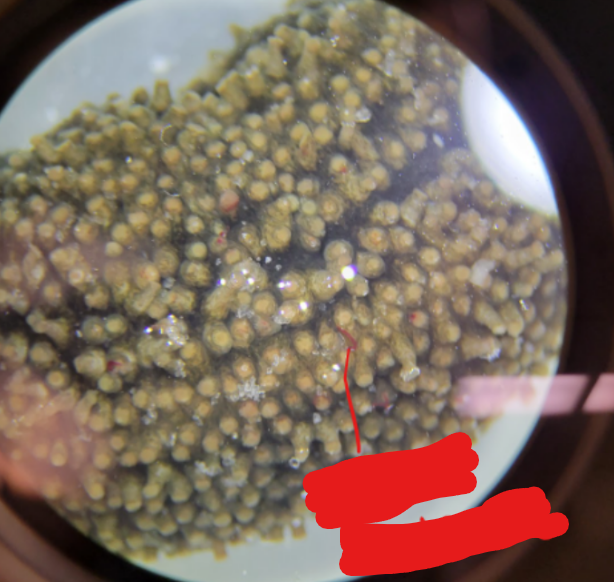 <p>What are these structures and what Phylum/Class are they found in?</p>