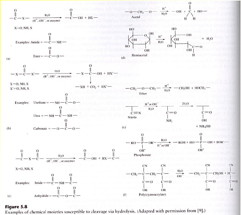 <ul><li><p><span style="color: rgb(255, 255, 255);">Hydrolyzable groups: carbonyl bonded to heterochain elements (O, N, S), full list see Figure 5.8 next slide</span></p></li><li><p><span style="color: rgb(255, 255, 255);">Host induced</span><span style="color: rgb(255, 255, 255);"><br></span><span style="color: rgb(255, 255, 255);">– Neutral water</span><span style="color: rgb(255, 255, 255);"><br></span><span style="color: rgb(255, 255, 255);">– Ion-catalyzed</span><span style="color: rgb(255, 255, 255);"><br></span><span style="color: rgb(255, 255, 255);">– pH-catalyzed, low pH occurs at the acute inflammation or infection site</span><span style="color: rgb(255, 255, 255);"><br></span><span style="color: rgb(255, 255, 255);">– Enzyme-catalyzed</span></p></li></ul><p><span style="color: rgb(255, 255, 255);"><br></span></p>