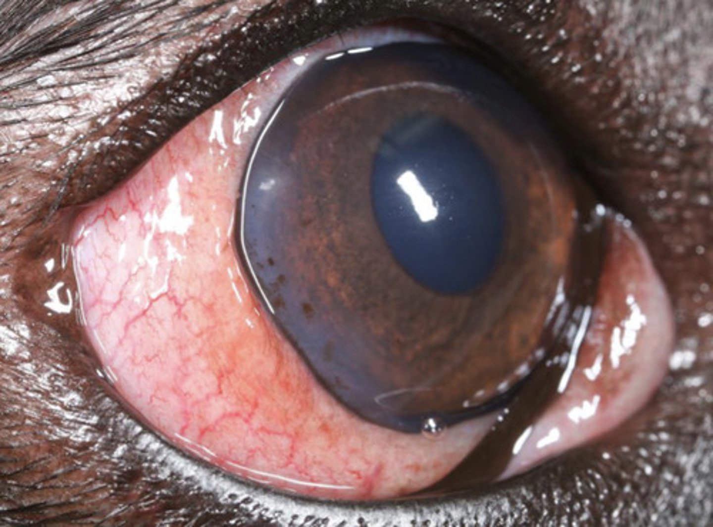 <p>What am I describing?</p><p>- Red opacities</p><p>- Immune-mediated</p><p>- Seen in GSDs and sighthounds</p><p>- Non-painful, progressive</p><p>- Superficial vessels, pigmentation, corneal degeneration, fibrosis</p><p>- Starts at the temporal (lateral) limbus</p><p>- Can be blinding if no tx</p>