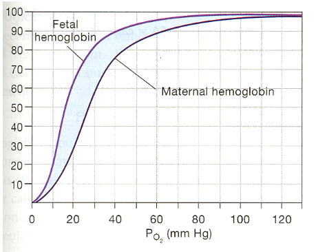 <p>fetal Hb</p>