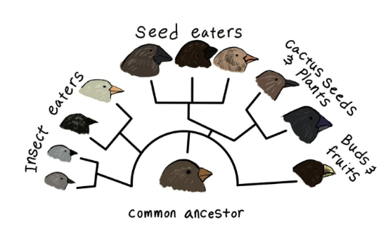 <p><span style="font-family: Aptos, Aptos_MSFontService, sans-serif">is the study of the form and structure of organisms. the field of comparing the structure of organisms is referred to as comparative anatomy. if organisms are related by evolution from a common ancestor, it would be expected that they would show similarities in their structural features, regardless of way of life.</span></p>