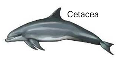 <p>acuaticos</p>