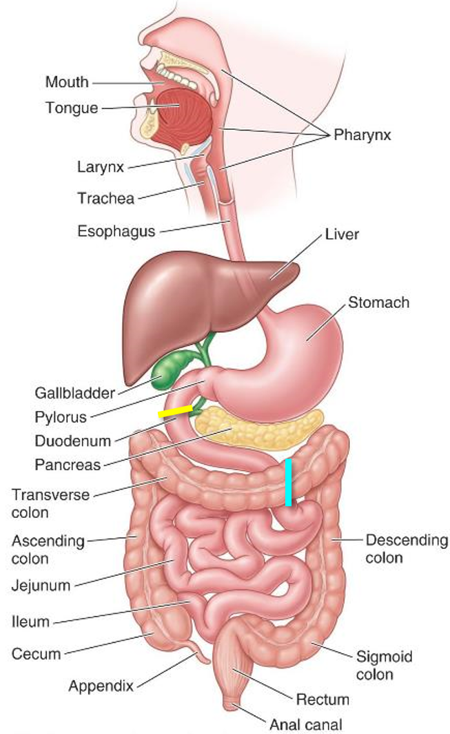 <ul><li><p><strong>Esophagus, stomach, small intestine</strong> (duodenum, jejunum, ileum).</p></li><li><p><strong>Large intestine</strong> (cecum, ascending, transverse, descending colon, rectum, anal canal).</p></li></ul><p></p>