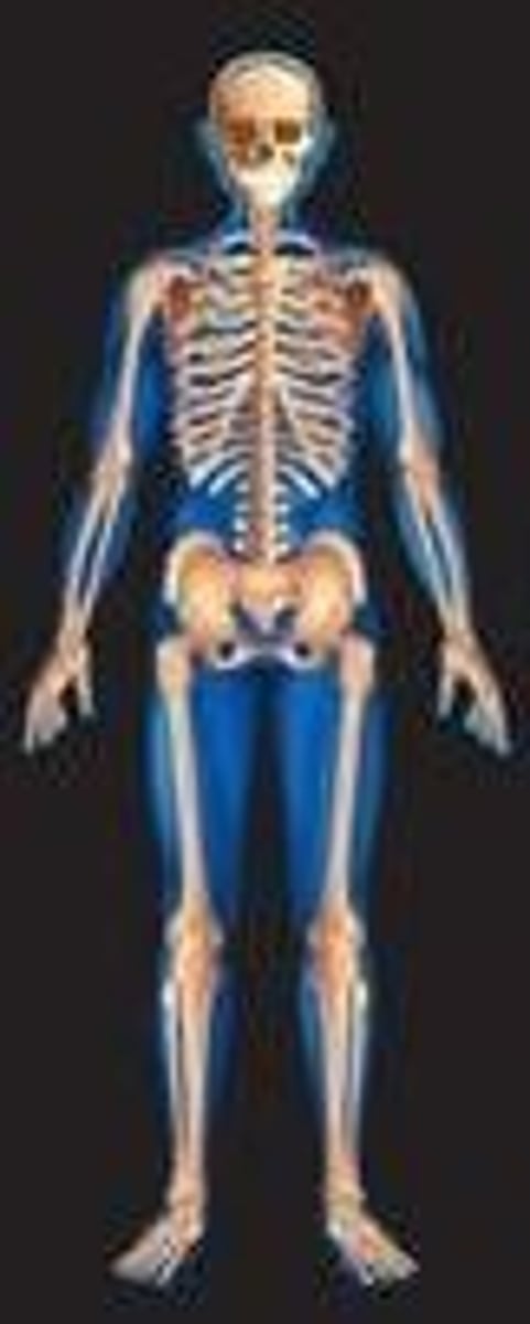 <p>muscles attached to bones by tendons; voluntary movement</p>