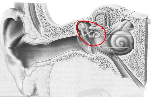 three tiny bones in the middle ear (auditory bones)