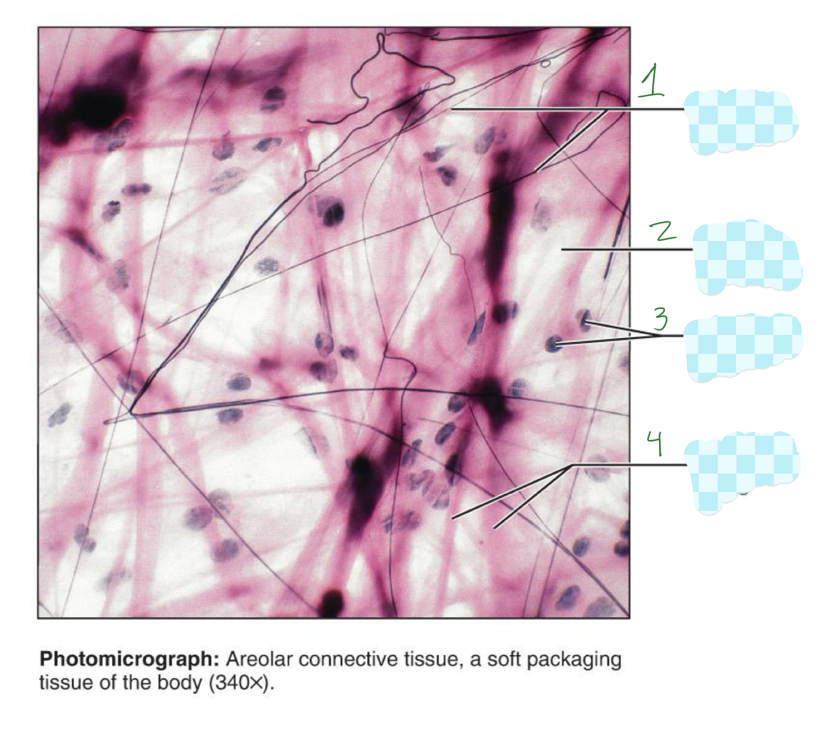 <p>1) loose areolar connective tissue </p>