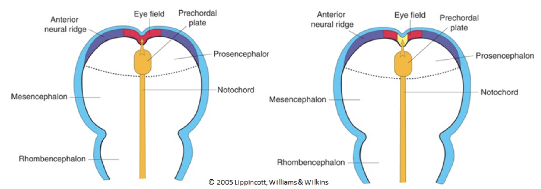<p>From a single, midline eye field at the rostral end of the neural plate.</p>