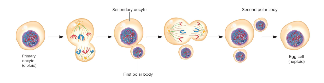 <p>The production of egg cells in females that occurs in the ovaries. Early in development, diploid oogonia produce diploid primary oocytes that initiate meiosis 1. They are, however, arrested in prophase 1 until the female becomes sexually mature. </p><p>At puberty, the primary oocytes are periodically activated to progress through meiosis 1. Only one cell per meiosis becomes an egg since division is asymmetric, producing two haploid cells of unequal size. </p><p>The large cell is the secondary oocyte while the small is a polar body. The secondary oocyte enteres meiosis 2 and is released into the oviduct in the process of ovulation.</p><p>If fertilization occurs, meiosis 2 is completed and produces a haploid egg and small polar body. The haploid egg and sperm nuclei then fuse to produce a diploid nucleus.</p>