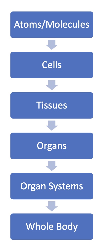 <p><strong>atoms/molecules → cells → tissues → organs → organ systems → whole body</strong></p><p>-examples/further explanations…:</p><ul><li><p>individual protein, ions</p></li><li><p><mark data-color="red" style="background-color: red; color: inherit;">each cells has its own homeostasis, less regulated outside cells</mark></p></li><li><p><mark data-color="red" style="background-color: red; color: inherit;">cells w/ similar functions</mark></p></li><li><p>liver, stomach, etc.</p></li><li><p>GI, nervous</p></li></ul><p></p>