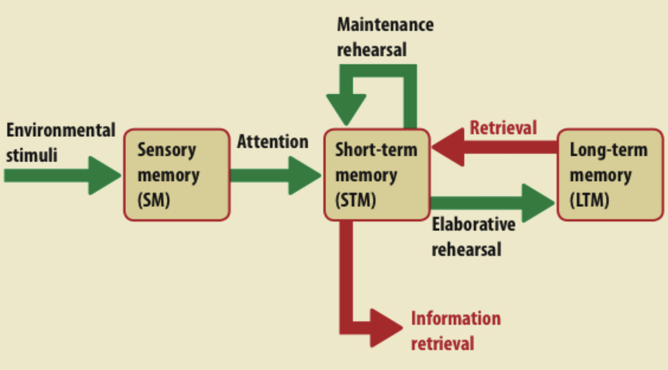 <p>Describes memory processing in a linear way through multiple independent stores: </p><ul><li><p><span>Sensory memory, short term memory and long term memory</span></p></li></ul>